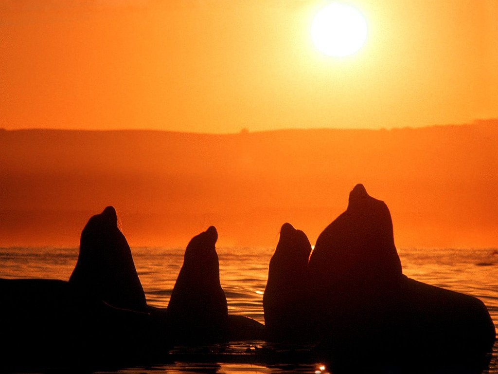 Sunset Bark, California